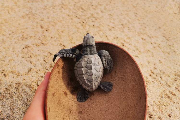 Liberación de Tortugas en Ixtapa Zihuatanejo. Tortugas Bebé en Ixtapa Zihuatanejo. Tours de Tortugas en Ixtapa Zihuatanejo. Santuarios de Tortugas en Ixtapa Zihuatanejo. Campamento Tortuguero en Ixtapa Zihuatanejo. Liberación de Tortugas Marinas en Ixtapa Zihuatanejo