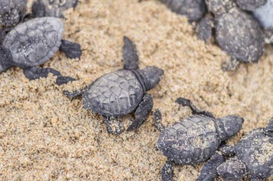 Liberación de Tortugas en Ixtapa Zihuatanejo. Tortugas Bebé en Ixtapa Zihuatanejo. Tours de Tortugas en Ixtapa Zihuatanejo. Santuarios de Tortugas en Ixtapa Zihuatanejo. Campamento Tortuguero en Ixtapa Zihuatanejo. Liberación de Tortugas Marinas en Ixtapa Zihuatanejo