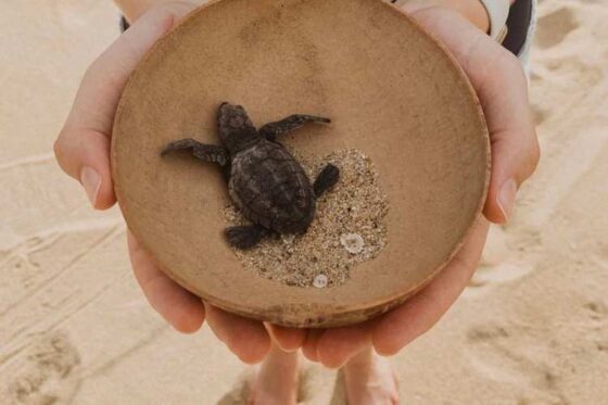 Liberación de Tortugas en Ixtapa Zihuatanejo. Tortugas Bebé en Ixtapa Zihuatanejo. Tours de Tortugas en Ixtapa Zihuatanejo. Santuarios de Tortugas en Ixtapa Zihuatanejo. Campamento Tortuguero en Ixtapa Zihuatanejo. Liberación de Tortugas Marinas en Ixtapa Zihuatanejo