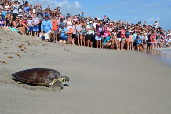 Liberación de Tortugas en Ixtapa Zihuatanejo. Tortugas Bebé en Ixtapa Zihuatanejo. Tours de Tortugas en Ixtapa Zihuatanejo. Santuarios de Tortugas en Ixtapa Zihuatanejo. Campamento Tortuguero en Ixtapa Zihuatanejo. Liberación de Tortugas Marinas en Ixtapa Zihuatanejo