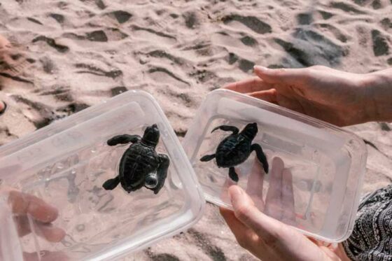 Liberación de Tortugas en Ixtapa Zihuatanejo. Tortugas Bebé en Ixtapa Zihuatanejo. Tours de Tortugas en Ixtapa Zihuatanejo. Santuarios de Tortugas en Ixtapa Zihuatanejo. Campamento Tortuguero en Ixtapa Zihuatanejo. Liberación de Tortugas Marinas en Ixtapa Zihuatanejo