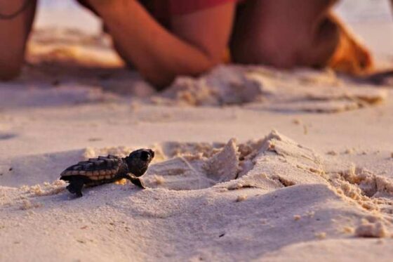 Liberación de Tortugas en Ixtapa Zihuatanejo. Tortugas Bebé en Ixtapa Zihuatanejo. Tours de Tortugas en Ixtapa Zihuatanejo. Santuarios de Tortugas en Ixtapa Zihuatanejo. Campamento Tortuguero en Ixtapa Zihuatanejo. Liberación de Tortugas Marinas en Ixtapa Zihuatanejo