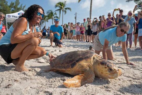 Liberación de Tortugas en Ixtapa Zihuatanejo. Tortugas Bebé en Ixtapa Zihuatanejo. Tours de Tortugas en Ixtapa Zihuatanejo. Santuarios de Tortugas en Ixtapa Zihuatanejo. Campamento Tortuguero en Ixtapa Zihuatanejo. Liberación de Tortugas Marinas en Ixtapa Zihuatanejo