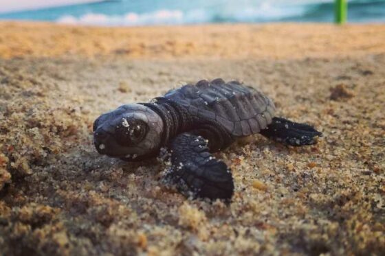 Liberación de Tortugas en Ixtapa Zihuatanejo. Tortugas Bebé en Ixtapa Zihuatanejo. Tours de Tortugas en Ixtapa Zihuatanejo. Santuarios de Tortugas en Ixtapa Zihuatanejo. Campamento Tortuguero en Ixtapa Zihuatanejo. Liberación de Tortugas Marinas en Ixtapa Zihuatanejo