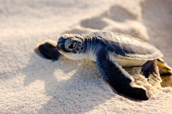 Liberación de Tortugas en Ixtapa Zihuatanejo. Tortugas Bebé en Ixtapa Zihuatanejo. Tours de Tortugas en Ixtapa Zihuatanejo. Santuarios de Tortugas en Ixtapa Zihuatanejo. Campamento Tortuguero en Ixtapa Zihuatanejo. Liberación de Tortugas Marinas en Ixtapa Zihuatanejo