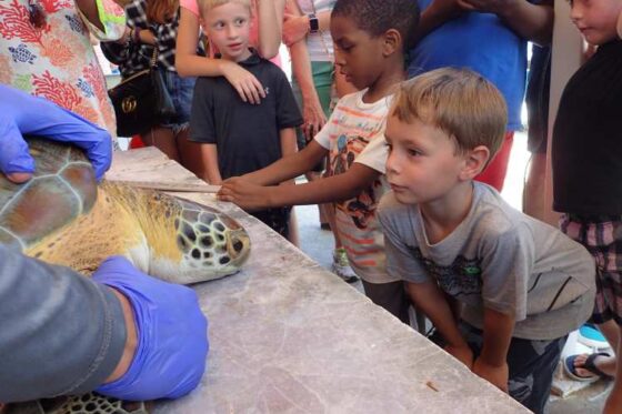 Liberación de Tortugas en Ixtapa Zihuatanejo. Tortugas Bebé en Ixtapa Zihuatanejo. Tours de Tortugas en Ixtapa Zihuatanejo. Santuarios de Tortugas en Ixtapa Zihuatanejo. Campamento Tortuguero en Ixtapa Zihuatanejo. Liberación de Tortugas Marinas en Ixtapa Zihuatanejo