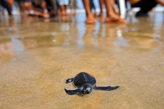 Liberación de Tortugas en Ixtapa Zihuatanejo. Tortugas Bebé en Ixtapa Zihuatanejo. Tours de Tortugas en Ixtapa Zihuatanejo. Santuarios de Tortugas en Ixtapa Zihuatanejo. Campamento Tortuguero en Ixtapa Zihuatanejo. Liberación de Tortugas Marinas en Ixtapa Zihuatanejo