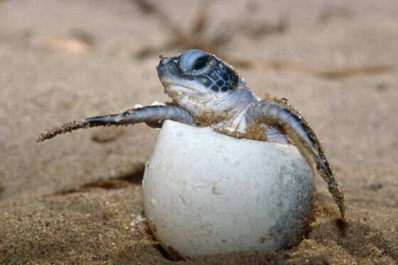 Liberación de Tortugas en Ixtapa Zihuatanejo. Tortugas Bebé en Ixtapa Zihuatanejo. Tours de Tortugas en Ixtapa Zihuatanejo. Santuarios de Tortugas en Ixtapa Zihuatanejo. Campamento Tortuguero en Ixtapa Zihuatanejo. Liberación de Tortugas Marinas en Ixtapa Zihuatanejo