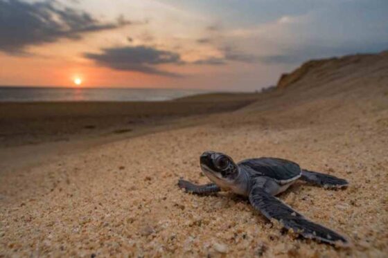 Liberación de Tortugas en Ixtapa Zihuatanejo. Tortugas Bebé en Ixtapa Zihuatanejo. Tours de Tortugas en Ixtapa Zihuatanejo. Santuarios de Tortugas en Ixtapa Zihuatanejo. Campamento Tortuguero en Ixtapa Zihuatanejo. Liberación de Tortugas Marinas en Ixtapa Zihuatanejo