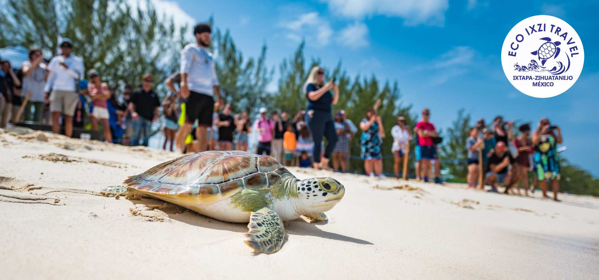 Tour Liberación de Tortugas en Ixtapa Zihuatanejo. Actividades para Niños en Ixtapa Zihuatanejo. Qué hacer en Ixtapa Zihuatanejo. Ecotours en Ixtapa Zihuatanejo. Tours en la Playa en Ixtapa Zihuatanejo. Actividades Familiares en Ixtapa Zihuatanejo. Liberar Tourtugas Bebé al Mar en Ixtapa Zihuatanejo