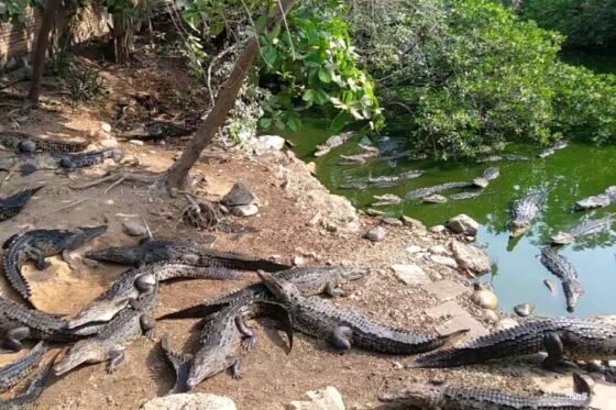 Tour a la Isla de Ixtapa Zihuatanejo. Excursión a la Isla de Ixtapa Zihuatanejo. Lanchas a la Isla de Ixtapa Zihuatanejo Precio. Cuánto cuesta ir a la Isla de Ixtapa Zihuatanejo. Conoce las 4 playas de la Isla de Ixtapa Zihuatanejo. Cocodrilario de Ixtapa Zihuatanejo. Horarios de la Isla de Ixtapa Zihuatanejo. Precio de la Isla de Ixtapa Zihuatanejo