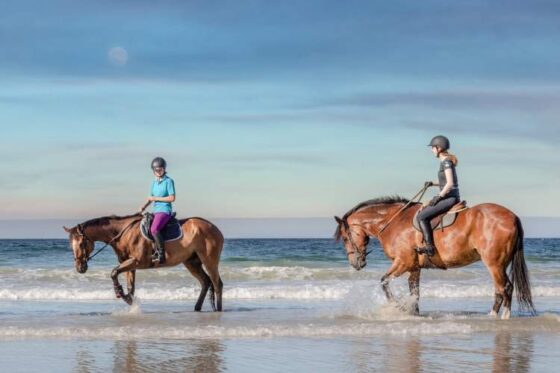 Paseo a Caballo en Ixtapa Zihuatanejo. Tour en Caballo en Ixtapa Zihuatanejo. Atardecer a Caballo en Ixtapa Zihuatanejo. Excursión a Caballo en Playa Larga en Ixtapa Zihuatanejo. Montar a Caballo en la Playa en Ixtapa Zihuatanejo. Recorrido en Caballo Playas de en Ixtapa Zihuatanejo