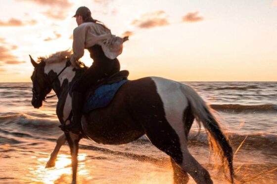 Paseo a Caballo en Ixtapa Zihuatanejo. Tour en Caballo en Ixtapa Zihuatanejo. Atardecer a Caballo en Ixtapa Zihuatanejo. Excursión a Caballo en Playa Larga en Ixtapa Zihuatanejo. Montar a Caballo en la Playa en Ixtapa Zihuatanejo. Recorrido en Caballo Playas de en Ixtapa Zihuatanejo