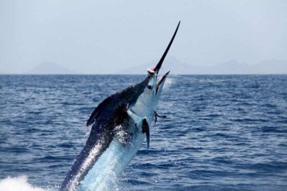 Pesca Profunda en Ixtapa Zihuatanejo. Tour de Pesca en Ixtapa Zihuatanejo. Pez Marlin en Ixtapa Zihuatanejo. Pez Vela en Ixtapa Zihuatanejo. Pez Dorado en Ixtapa Zihuatanejo. Pesca de Atún en Ixtapa Zihuatanejo. Aventura de Pesca Familiar en Ixtapa Zihuatanejo. Excursión de Pesca en Ixtapa Zihuatanejo