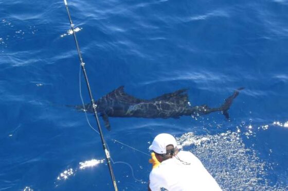 Pesca Profunda en Ixtapa Zihuatanejo. Tour de Pesca en Ixtapa Zihuatanejo. Pez Marlin en Ixtapa Zihuatanejo. Pez Vela en Ixtapa Zihuatanejo. Pez Dorado en Ixtapa Zihuatanejo. Pesca de Atún en Ixtapa Zihuatanejo. Aventura de Pesca Familiar en Ixtapa Zihuatanejo. Excursión de Pesca en Ixtapa Zihuatanejo