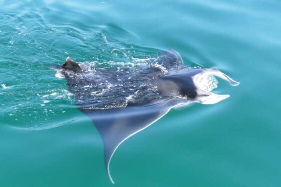 Pesca Profunda en Ixtapa Zihuatanejo. Tour de Pesca en Ixtapa Zihuatanejo. Pez Marlin en Ixtapa Zihuatanejo. Pez Vela en Ixtapa Zihuatanejo. Pez Dorado en Ixtapa Zihuatanejo. Pesca de Atún en Ixtapa Zihuatanejo. Aventura de Pesca Familiar en Ixtapa Zihuatanejo. Excursión de Pesca en Ixtapa Zihuatanejo