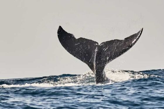 Pesca Profunda en Ixtapa Zihuatanejo. Tour de Pesca en Ixtapa Zihuatanejo. Pez Marlin en Ixtapa Zihuatanejo. Pez Vela en Ixtapa Zihuatanejo. Pez Dorado en Ixtapa Zihuatanejo. Pesca de Atún en Ixtapa Zihuatanejo. Aventura de Pesca Familiar en Ixtapa Zihuatanejo. Excursión de Pesca en Ixtapa Zihuatanejo